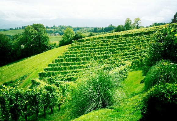 Blog vin - Domaine Camin Larredya - Jurançon - vignes 1