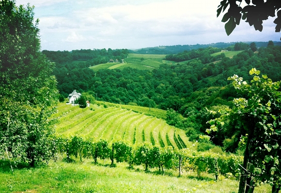 Blog vin - Domaine Camin Larredya - Jurançon - vignes 2