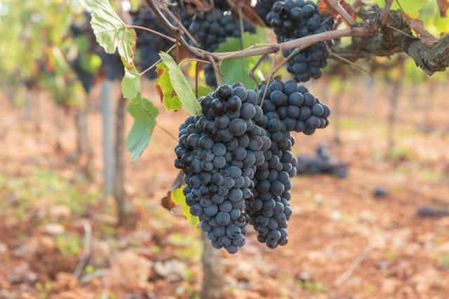 Le Cinsault, cépage méditerranéen aux vins fruités et digestes