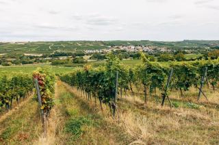 Domaine Perrin Céline : Ladoix-Serrigny au pied de Corton