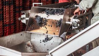 Vin nature : définition, label, soufre et dégustation