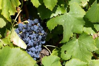 Cabernet Franc : le cépage de la Loire et de Saint-Émilion