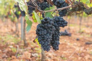 Cinsault : le cépage méditerranéen tout en légèreté
