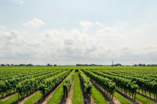 Cave Nuiton-Beaunoy : Hautes-Côtes de Beaune et Nuits en coopérative