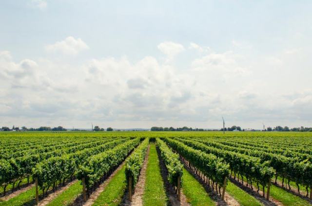Cave des Hautes-Côtes Nuiton-Beaunoy, pinot noir et chardonnay en cave coopérative Cave des Hautes-Côtes Nuiton-Beaunoy, pinot noir et chardonnay en cave coopérative