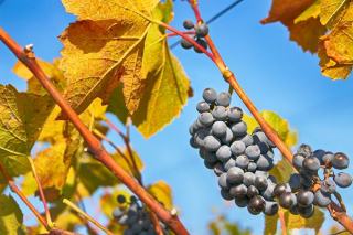 Clos du Moulin aux Moines : pinot noir d'Auxey-Duresses