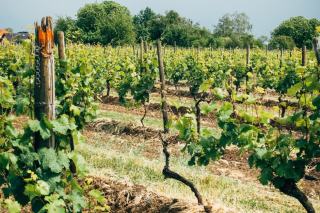 Domaine Belin Ludovic : pinot noir de Pernand-Vergelesses