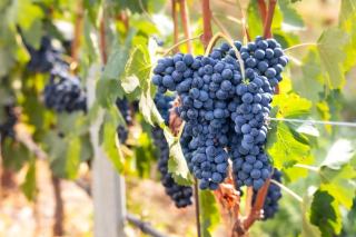 Domaine Cachat-Ocquidant : Ladoix-Serrigny et Corton en Bourgogne