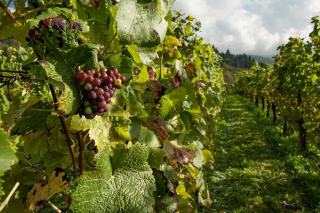 Domaine Dupasquier et Fils : Nuits-Saint-Georges à Prémeaux-Prissey