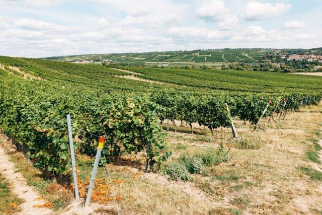 Domaine Gerbet François, vins de Vosne-Romanée en Côte de Nuits Domaine Gerbet François, vins de Vosne-Romanée en Côte de Nuits