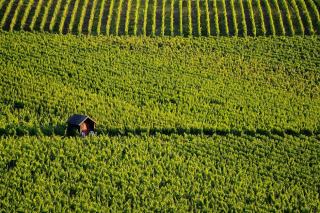 Domaine Jacob Mauclair : Hautes-Côtes de Beaune à Échevronne