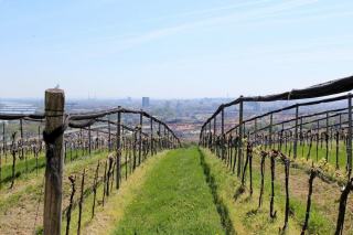 Domaine Javillier Patrick : chardonnay de Meursault et Côte de Beaune