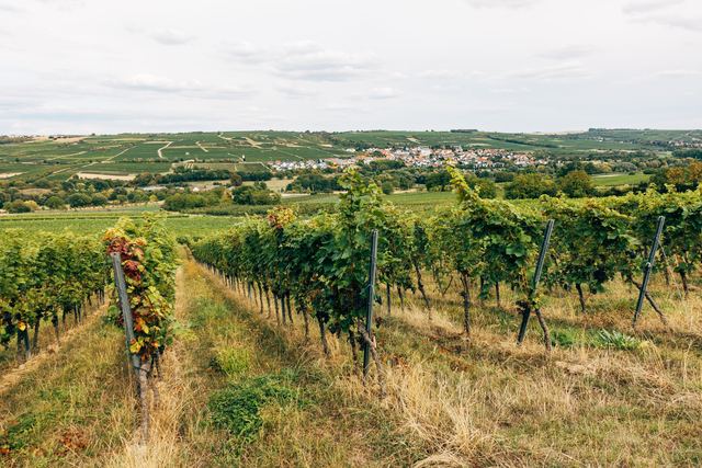 Domaine Perrin Céline, pinot noir de Ladoix sur les flancs de Corton Domaine Perrin Céline, pinot noir de Ladoix sur les flancs de Corton
