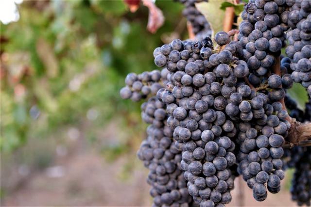 Domaine Pinte Georges et Thierry, pinot noir de Savigny-lès-Beaune Domaine Pinte Georges et Thierry, pinot noir de Savigny-lès-Beaune