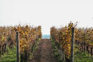 Domaine Poisot Père et Fils : Aloxe-Corton et Corton grand cru