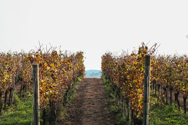 Domaine Poisot Père et Fils, pinot noir sur la colline de Corton Domaine Poisot Père et Fils, pinot noir sur la colline de Corton