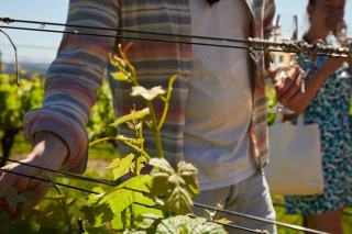 Domaine Rion Armelle et Bernard : Vosne-Romanée en Côte de Nuits