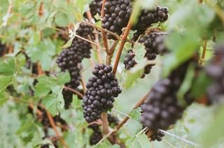 Pinot Meunier : le cépage sous-estimé de la Champagne